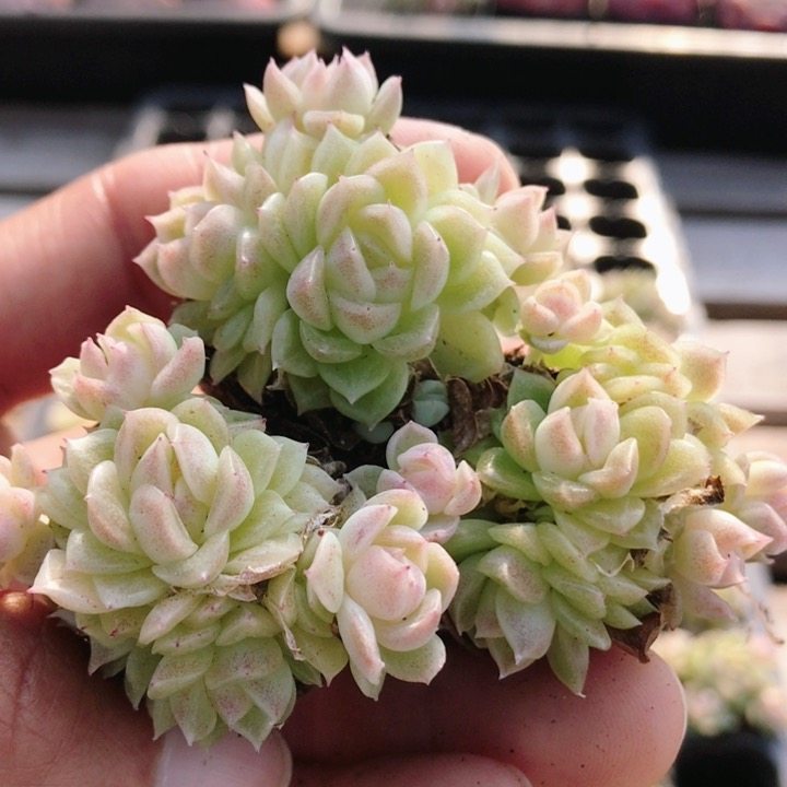 爱杜丽尔  多肉植物盆栽阳台窗台办公室内好养绿植花卉（20包邮）,鲜花速递/花卉仿真/绿植园艺,多肉植物,淘宝优惠券,粉丝福利购,淘宝优惠卷