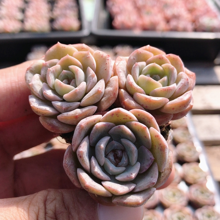 溶晶  多肉植物盆栽名贵罕见绿植阳台迷你花卉稀有品种（20包邮）