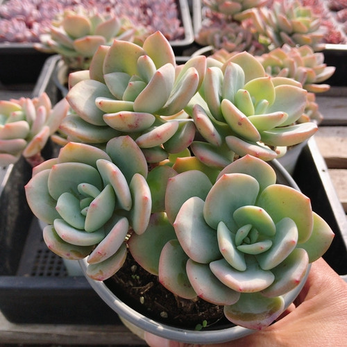 白月光  可爱稀有多肉植物阳台好养花卉高颜值绿植盆栽（20包邮）