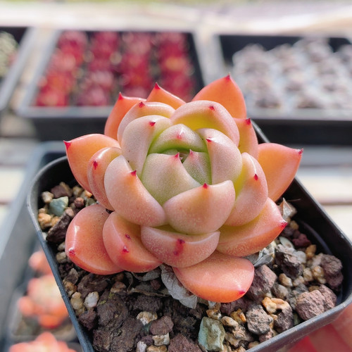 晴空珍妮  稀有多肉植物新手阳台好养高颜值花卉绿植盆栽（20包邮