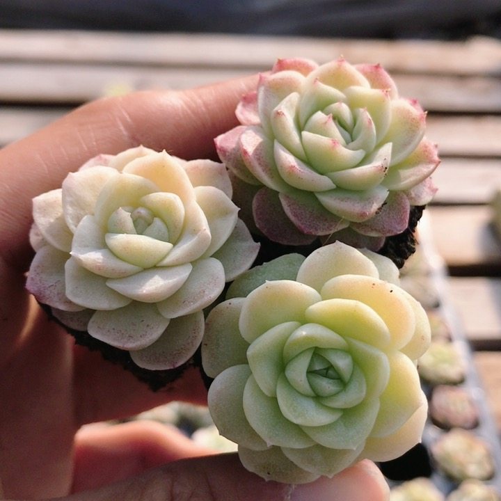 玫瑰  稀有多肉植物阳台窗台好养可爱精品名贵高颜值（20包邮）,鲜花速递/花卉仿真/绿植园艺,多肉植物,淘宝优惠券,粉丝福利购,淘宝优惠卷