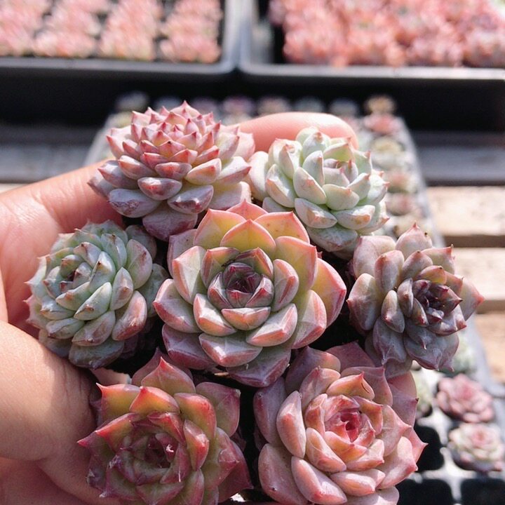 琉梦  组合小盆栽精品阳台好养活高颜值稀有罕见多肉植物（20包邮