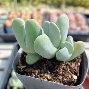 神风玉 稀有精品阳台好养办公室绿植高颜值多肉小盆栽(20包邮)