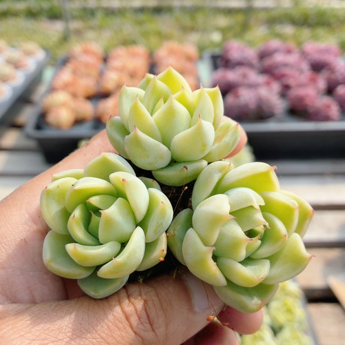 翡翠珍妮  多肉植物盆栽室内桌面趣味迷你名贵高颜值盆栽（20包邮