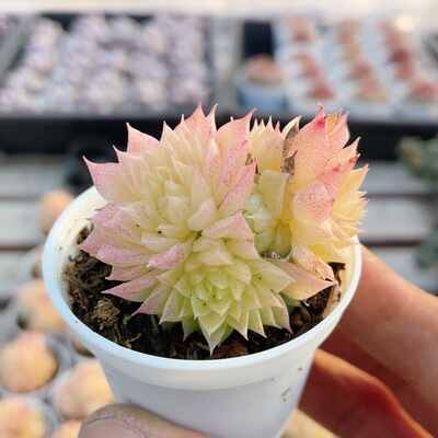 蝴蝶叶麦秆  多肉植物阳台好养高颜值稀有绿植小盆栽（20包邮）