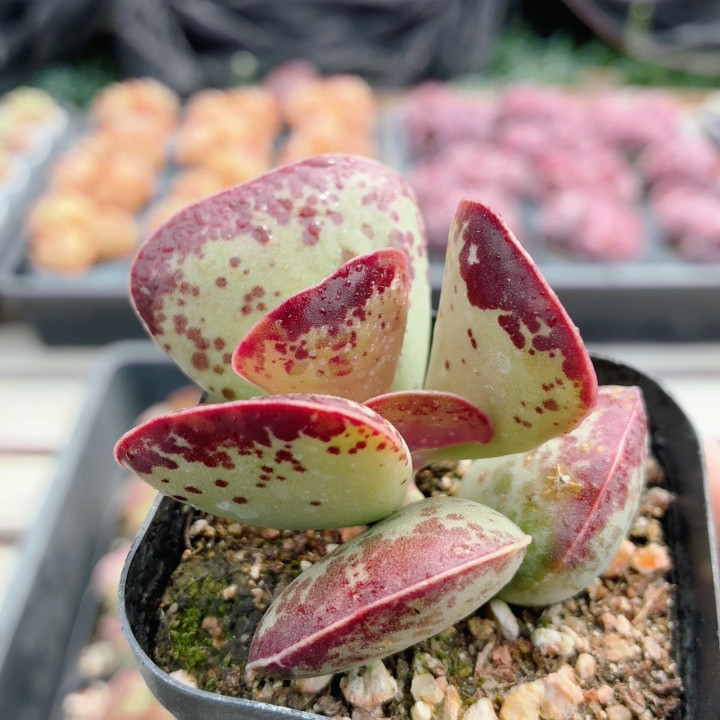 爱心水泡  多肉植物盆栽阳台办公桌高颜值绿植组合套餐（20包邮）