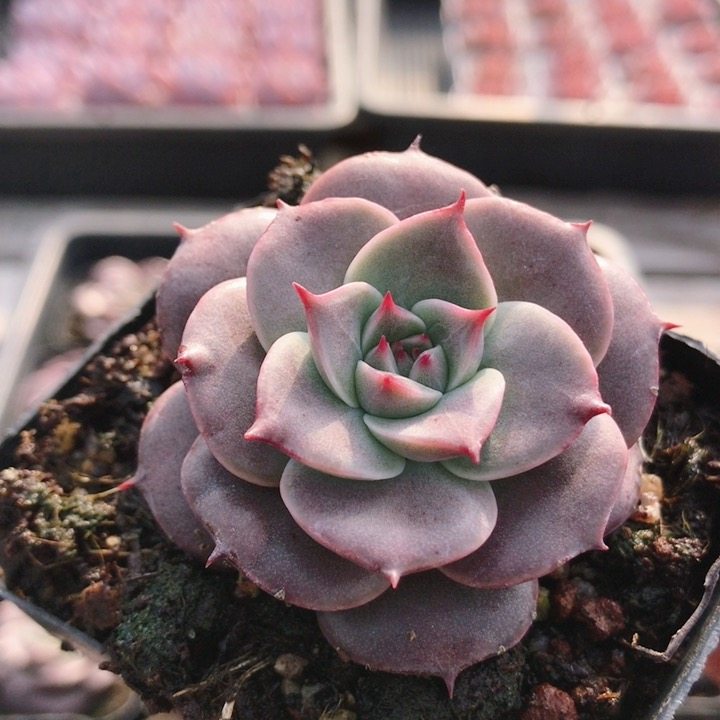 美亚  精品稀有多肉植物盆栽阳台室内好养高颜值植物花卉（20包邮,鲜花速递/花卉仿真/绿植园艺,多肉植物,淘宝优惠券,粉丝福利购,淘宝优惠卷