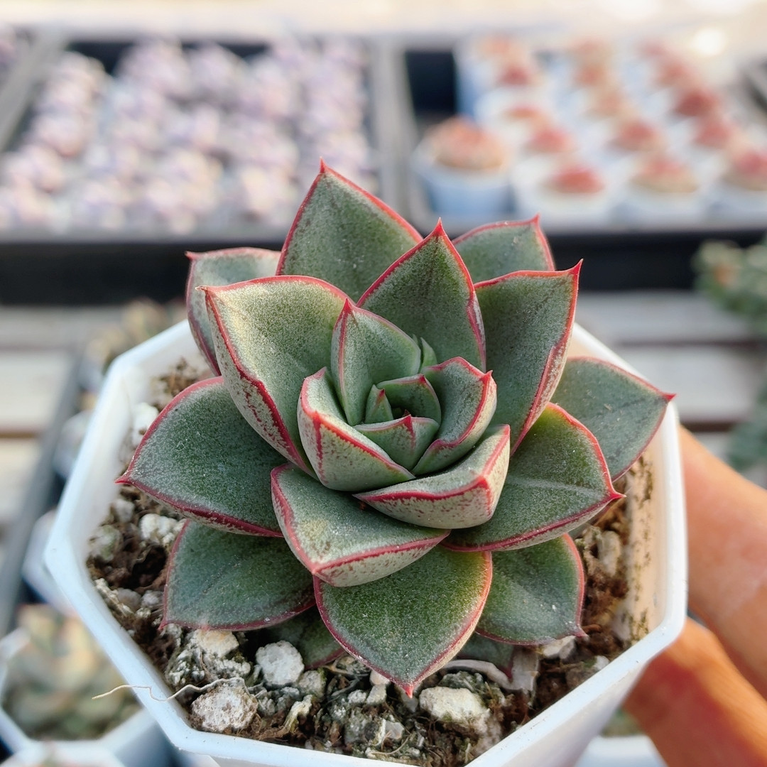 麒麟座  精品多肉植物阳台办公室好养组合套餐绿植盆栽（20包邮