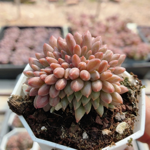 红蜻蜓缀化  多肉植物花卉新手阳台好养精品高颜值小盆栽（20包邮