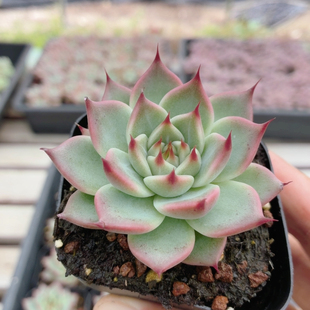 托斯卡内利 精品多肉植物办公室内阳台好养绿植花卉盆栽(20包邮