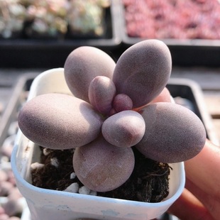 包邮 稀有名贵多肉植物阳台好养高颜值花卉绿植盆栽 糖果奶酪