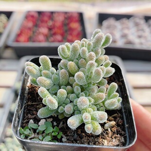 冰晶枝干番杏  稀有多肉植物阳台窗台好养盆栽花卉绿植（20包邮）