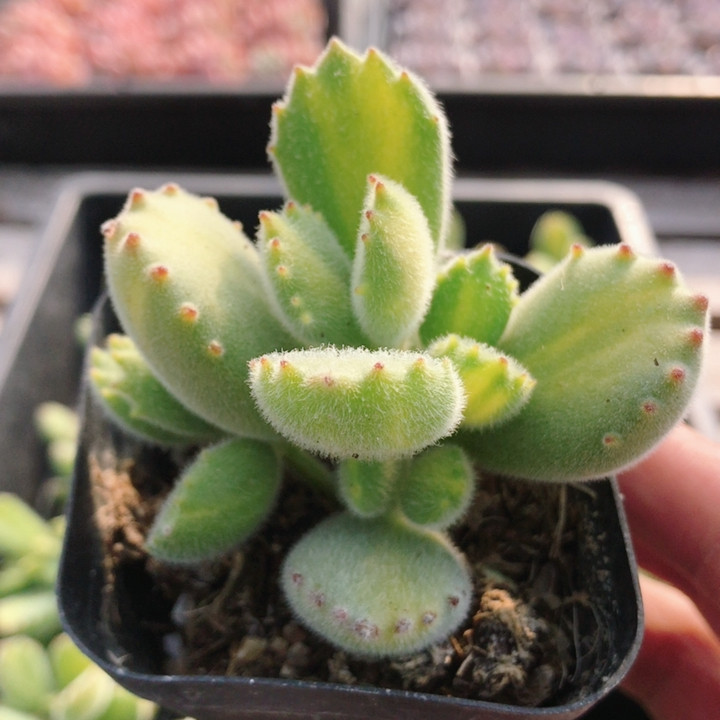 黄熊  多肉植物室内阳台窗台可爱好养名贵高颜值小盆栽（20包邮）,鲜花速递/花卉仿真/绿植园艺,多肉植物,淘宝优惠券,粉丝福利购,淘宝优惠卷