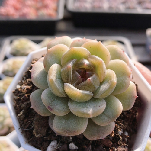 糖心白恋  精品多肉植物好养阳台办公室花卉绿植小盆栽（20包邮）