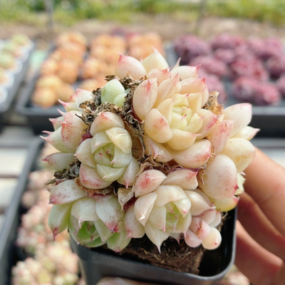 油腻麦秆  稀有多肉植物阳台好养高颜值绿植花卉小盆栽（20包邮）