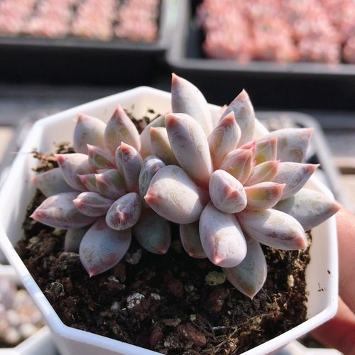 幻影美人  稀有名贵多肉植物窗台阳台好养高颜值花卉盆栽（20包邮