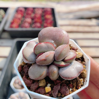 小红蛋水泡  多肉植物好养易活名贵品种阳台客厅绿植盆栽（20包邮