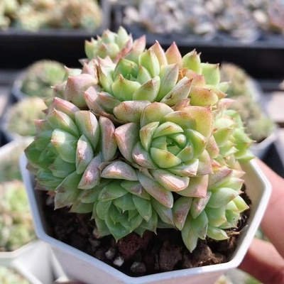 14号女王  稀有品种多肉植物办公室内好养可爱花卉小盆栽（20包邮