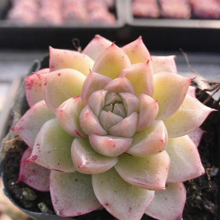 珍珠  稀有多肉植物精致好养易活名贵品种高颜值小盆栽（20包邮）