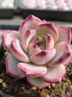 夜魔侠  可爱精品多肉植物绿植盆栽多肉好养稀有品种（20包邮）