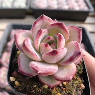 夜魔侠  可爱精品多肉植物绿植盆栽多肉好养稀有品种（20包邮）