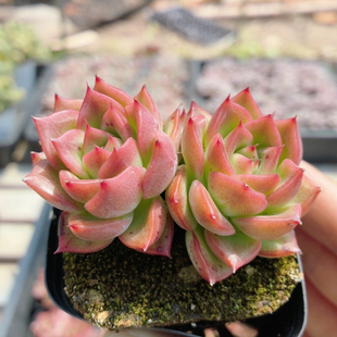 弗洛瑞安娜 稀有多肉植物阳台好养高颜值绿植花卉盆栽(20包邮)