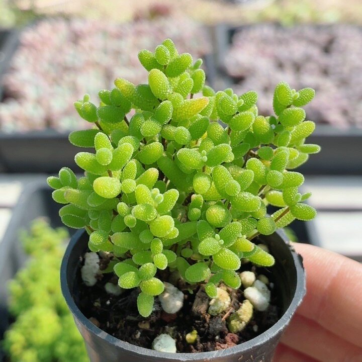 密叶糖球枝干番杏  多肉植物稀有花卉盆栽阳台好养绿植（20包邮）