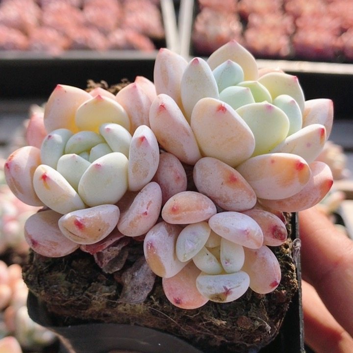 群生冷香  多肉植物阳台办公室内好养稀有绿植花卉盆栽（20包邮）,鲜花速递/花卉仿真/绿植园艺,多肉植物,淘宝优惠券,粉丝福利购,淘宝优惠卷