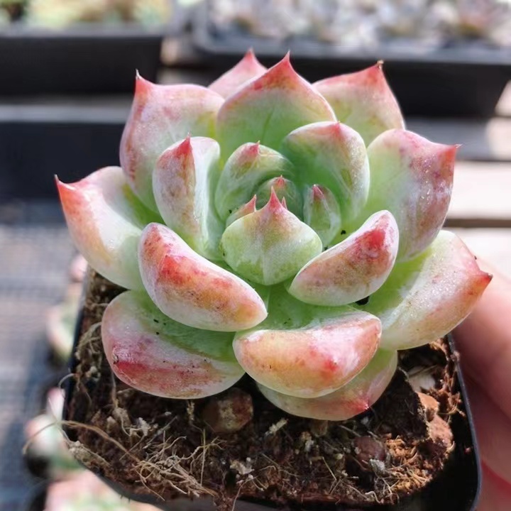 白拉糖  多肉植物盆栽可爱肉肉绿植阳台室内花卉稀有品种（20包邮