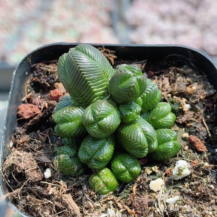 达摩绿塔  精品可爱多肉植物小盆栽阳台窗台高颜值绿植（20包邮）