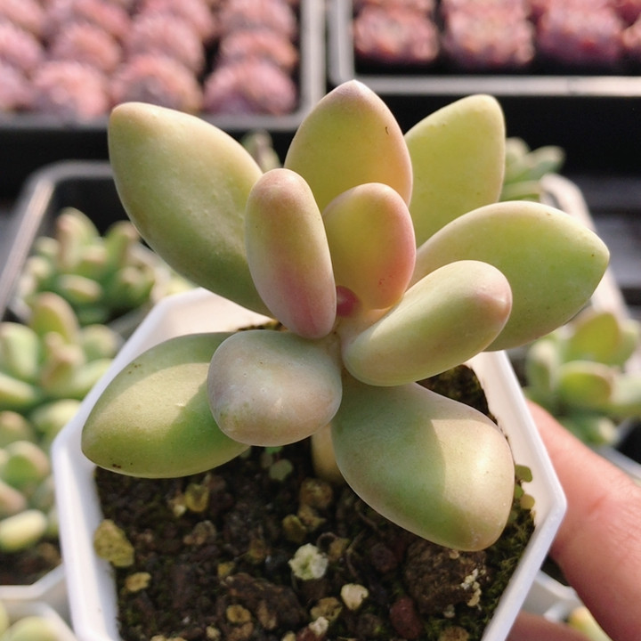 芒果奶  多肉植物办公室阳台可爱花卉高颜值绿植小盆栽（20包邮）
