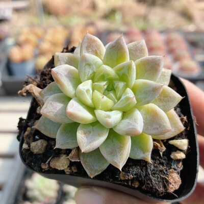 七喜  多肉植物阳台办公室内好养名贵稀有高颜值小盆栽（20包邮）