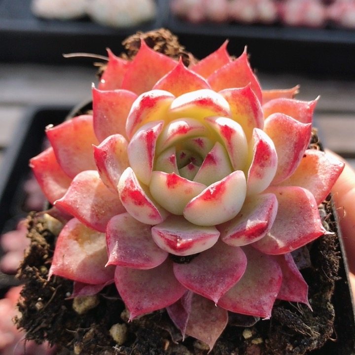 红色不知名  精品多肉植物办公室内好养易活稀有高颜值（20包邮）,鲜花速递/花卉仿真/绿植园艺,多肉植物,淘宝优惠券,粉丝福利购,淘宝优惠卷