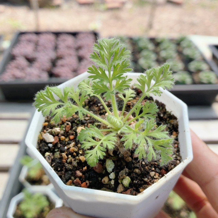 羽叶洋葵  稀有多肉植物窗台阳台好养高颜值花卉绿植盆栽（20包邮