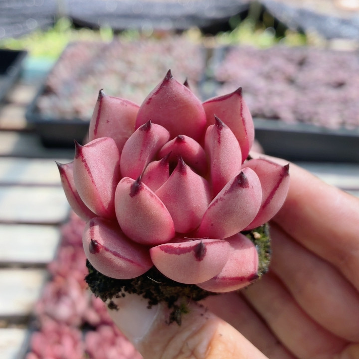 血罗  稀有名贵多肉植物窗台阳台好养高颜值花卉盆栽（20包邮）
