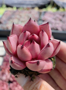 血罗  多肉植物好养小盆栽办公室内阳台好养精品高颜值（20包邮）