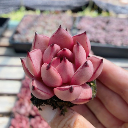 血罗  多肉植物好养小盆栽办公室内阳台好养精品高颜值（20包邮）