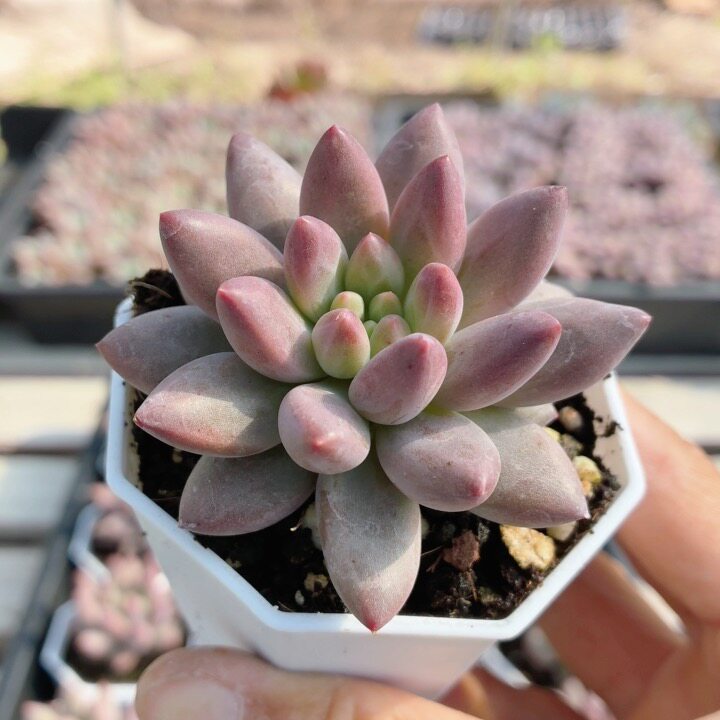 水晶球  可爱萌肉多肉植物阳台好养易活小盆栽稀有品种（20包邮）