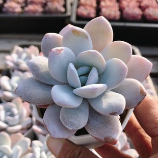 包邮 多肉植物精品好养新手高颜值阳台桌面小盆栽绿植 雪莲