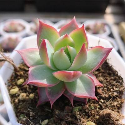 奶油冰玉多肉植物阳台好养