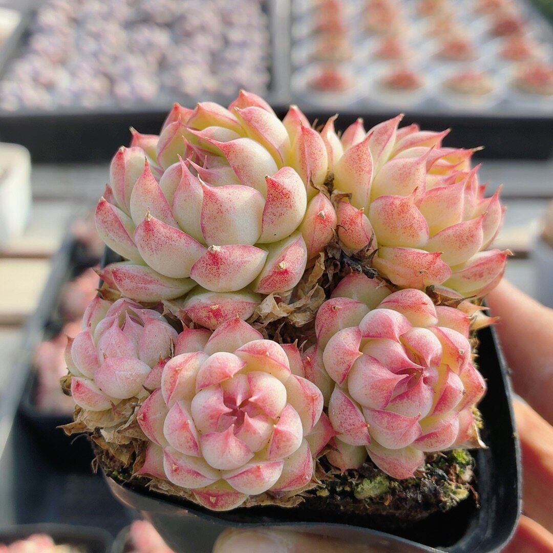 香香女王  多肉植物新手组合套餐盆栽好养易活精品高颜值（20包邮