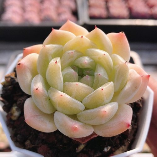 桃花珍妮  稀有多肉植物阳台好养名贵高颜值绿植花卉盆栽（20包邮