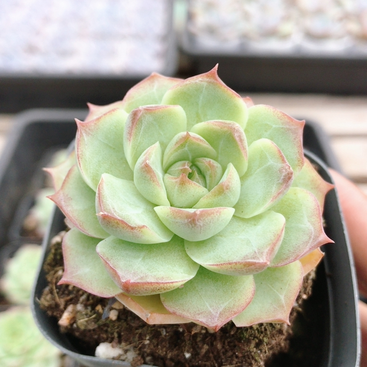 玫瑰仙子  多肉植物绿植花卉好养室内精品稀有名贵肉肉（20包邮）