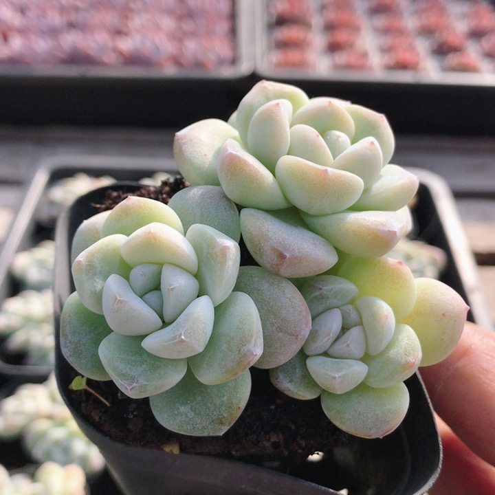 三头冰玉  多肉植物窗台好养精品迷你罕见小盆栽高颜值（20包邮）