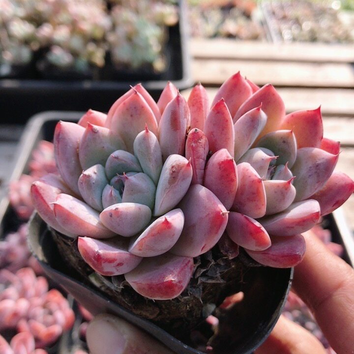 如梦令  稀有品种贵货多肉植物阳台室内办公室可爱肉肉（20包邮）