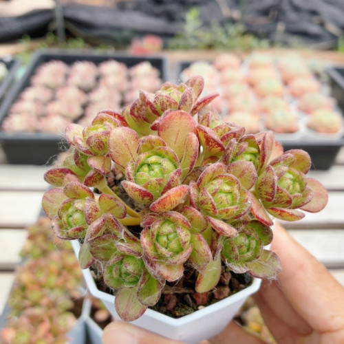 橄榄球玫瑰  稀有多肉植物好养易活名贵品种高颜值小盆栽（20包邮