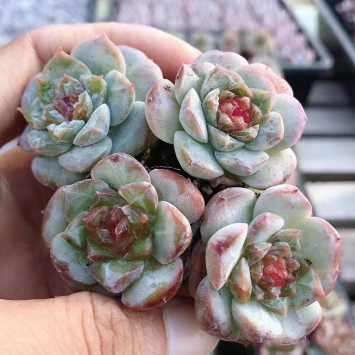 糖心  多肉植物肉肉新手套餐盆栽好养易活精品肉肉（20包邮）