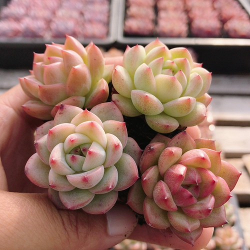 珍妮  精品多肉植物盆栽绿植花卉好养新手稀有品种（20包邮）