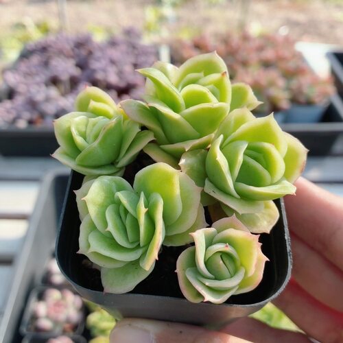 冰玫瑰锦  精品多肉植物办公室内好养易活稀有高颜值（20包邮）