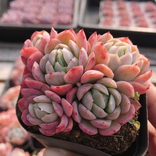 群生贝瑞 稀有多肉植物阳台窗台办公室内好养高颜值盆栽(20包邮